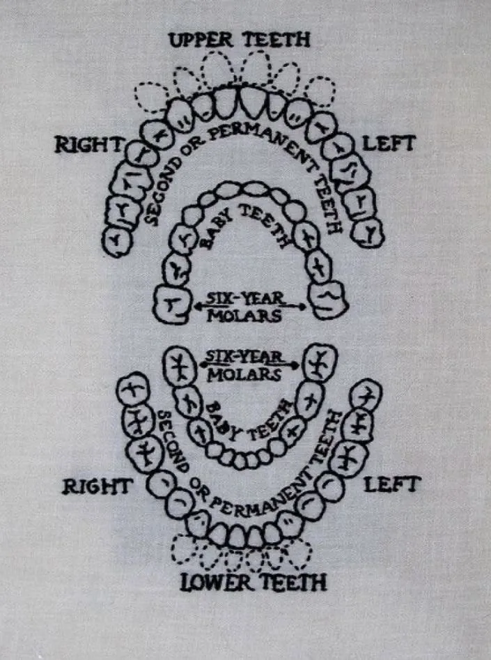 Bordado em tecido branco de um diagrama da arcada dentária, com dentes de leite e permanentes