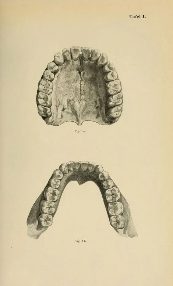 Prancha antiga de anatomia com as arcadas dentárias superior e inferior
